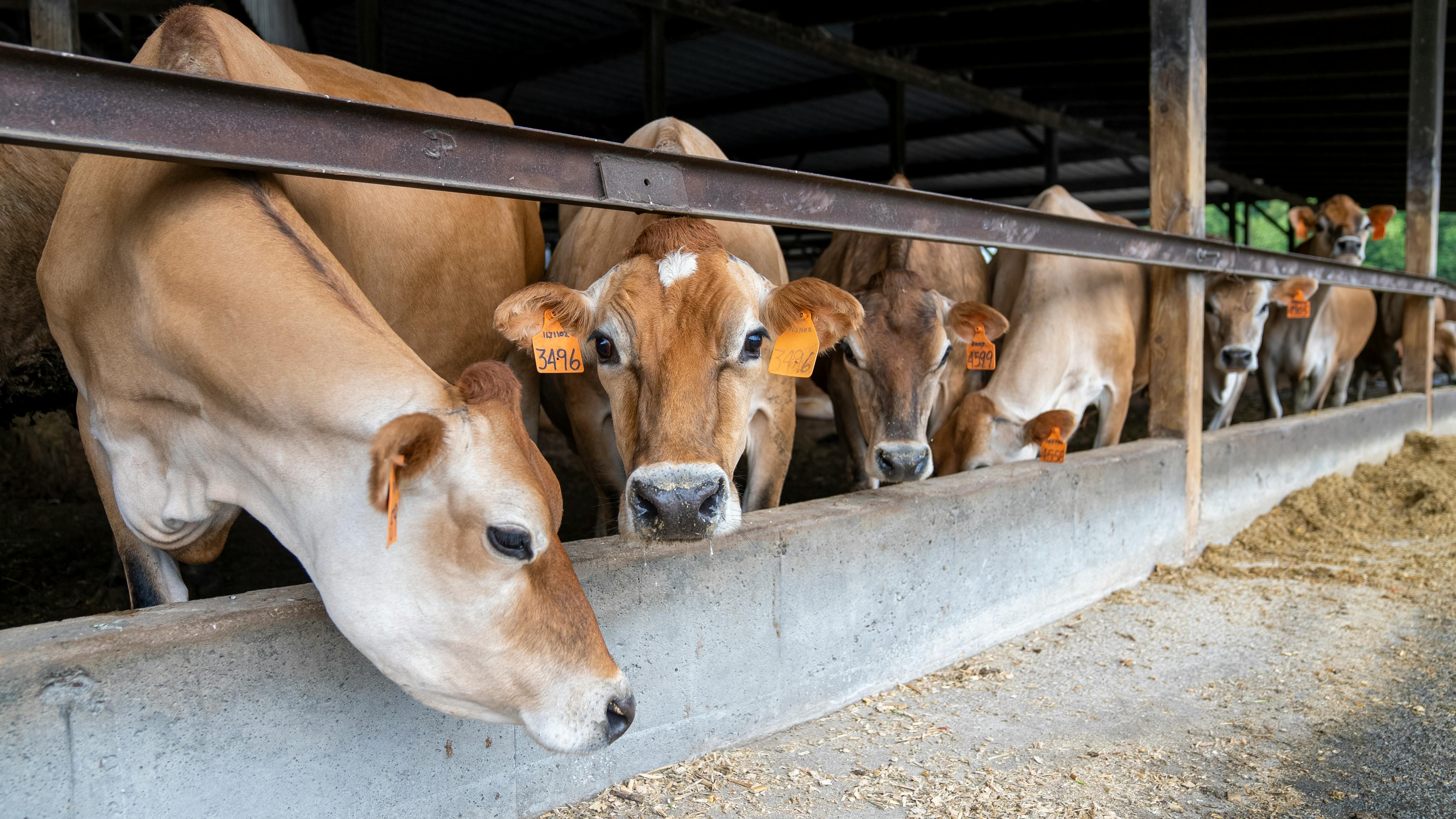 Cows on a farm