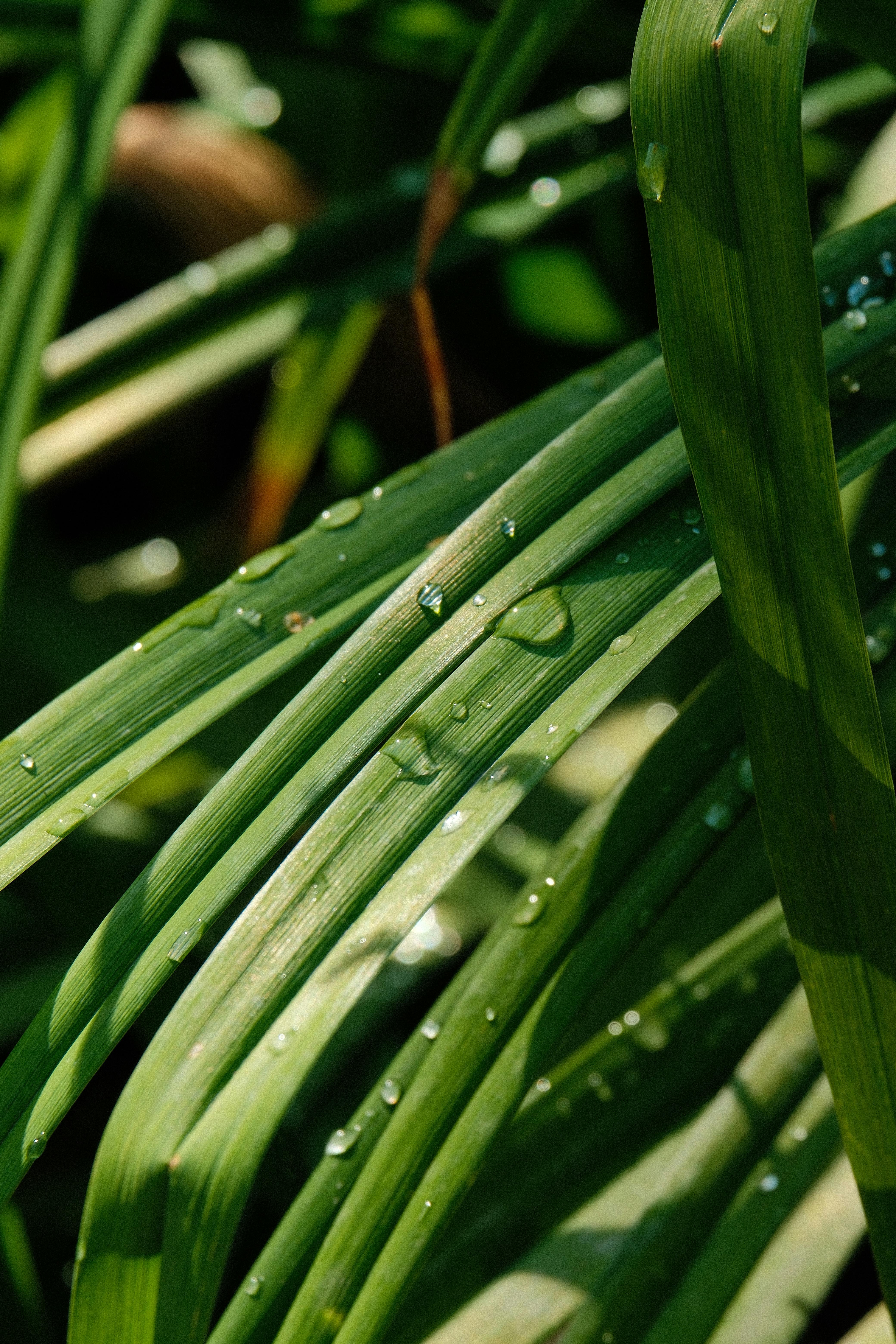A close up photo of green leaves with water drops on them