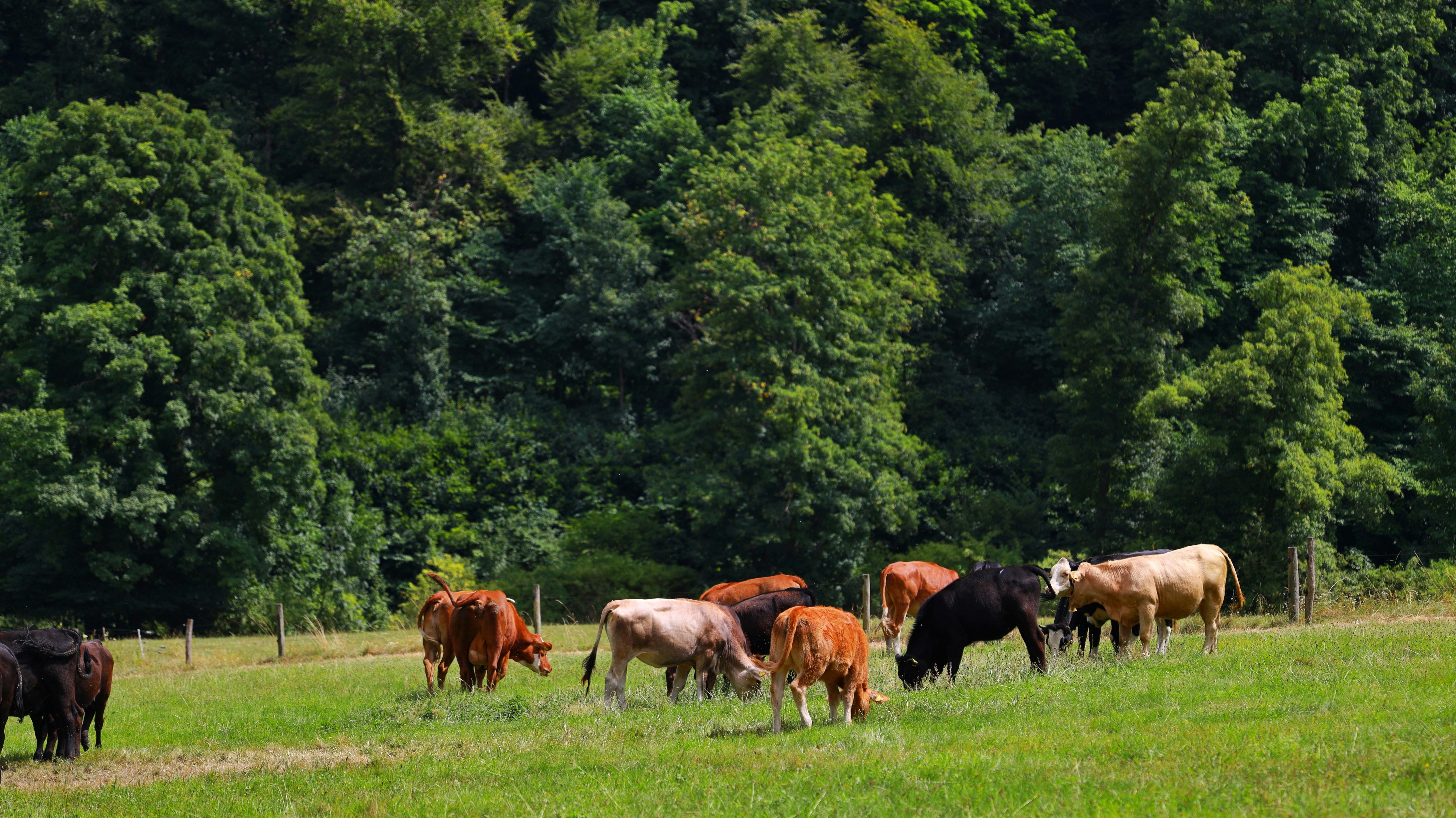 Cows grazing on a field with a forest behind them
