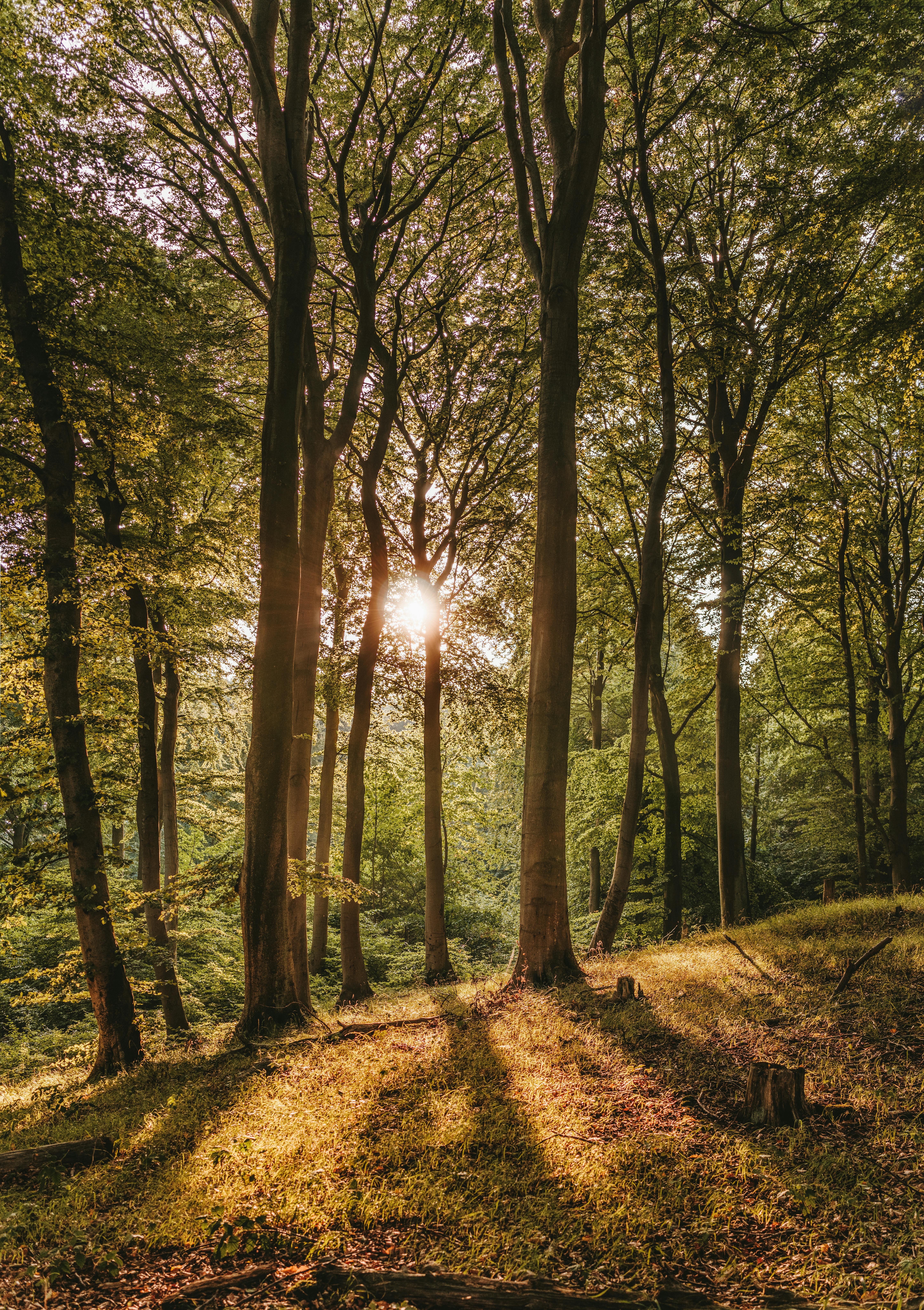Sun shining through the woods