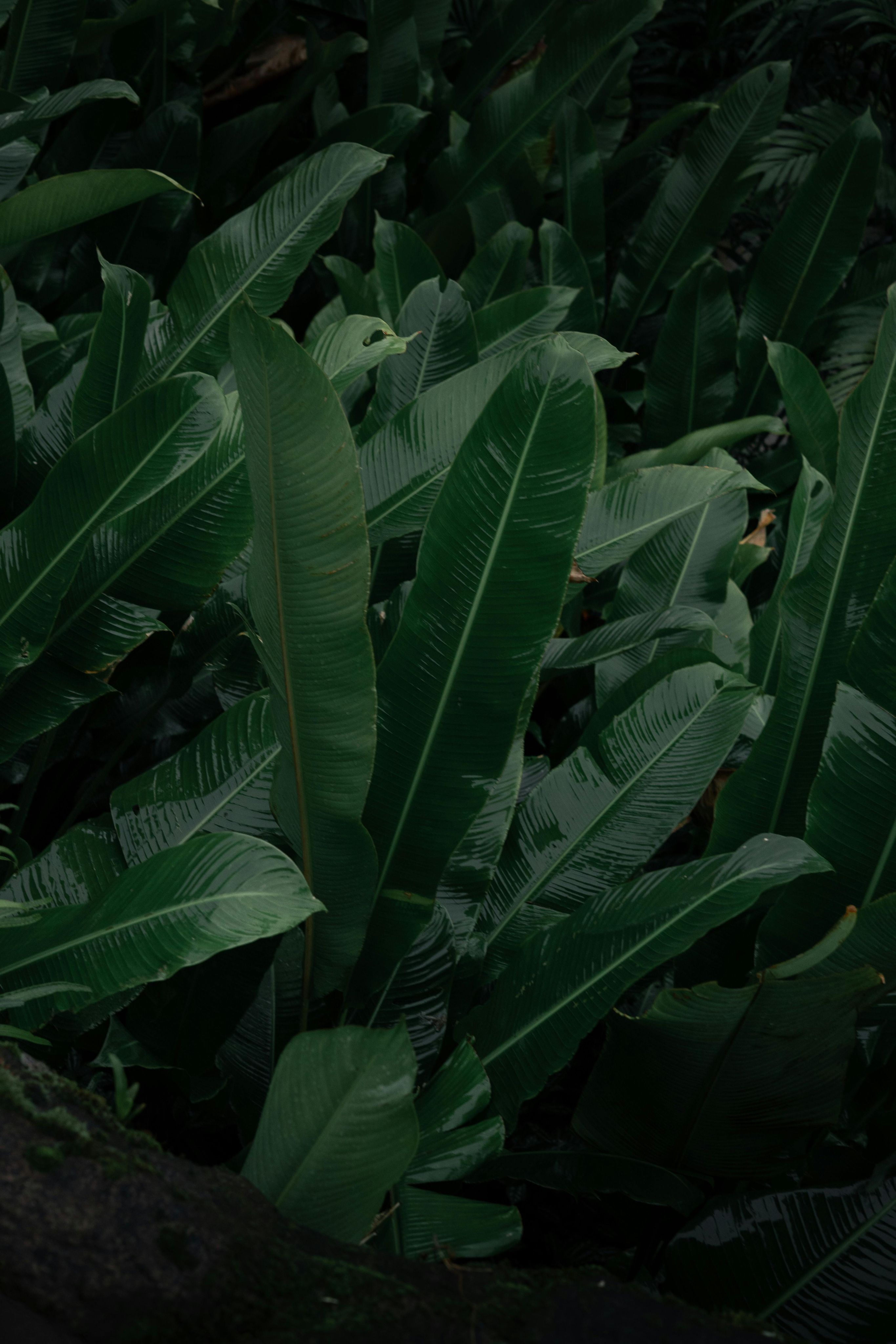 Dark, moody photo of lush green tropical leaves.