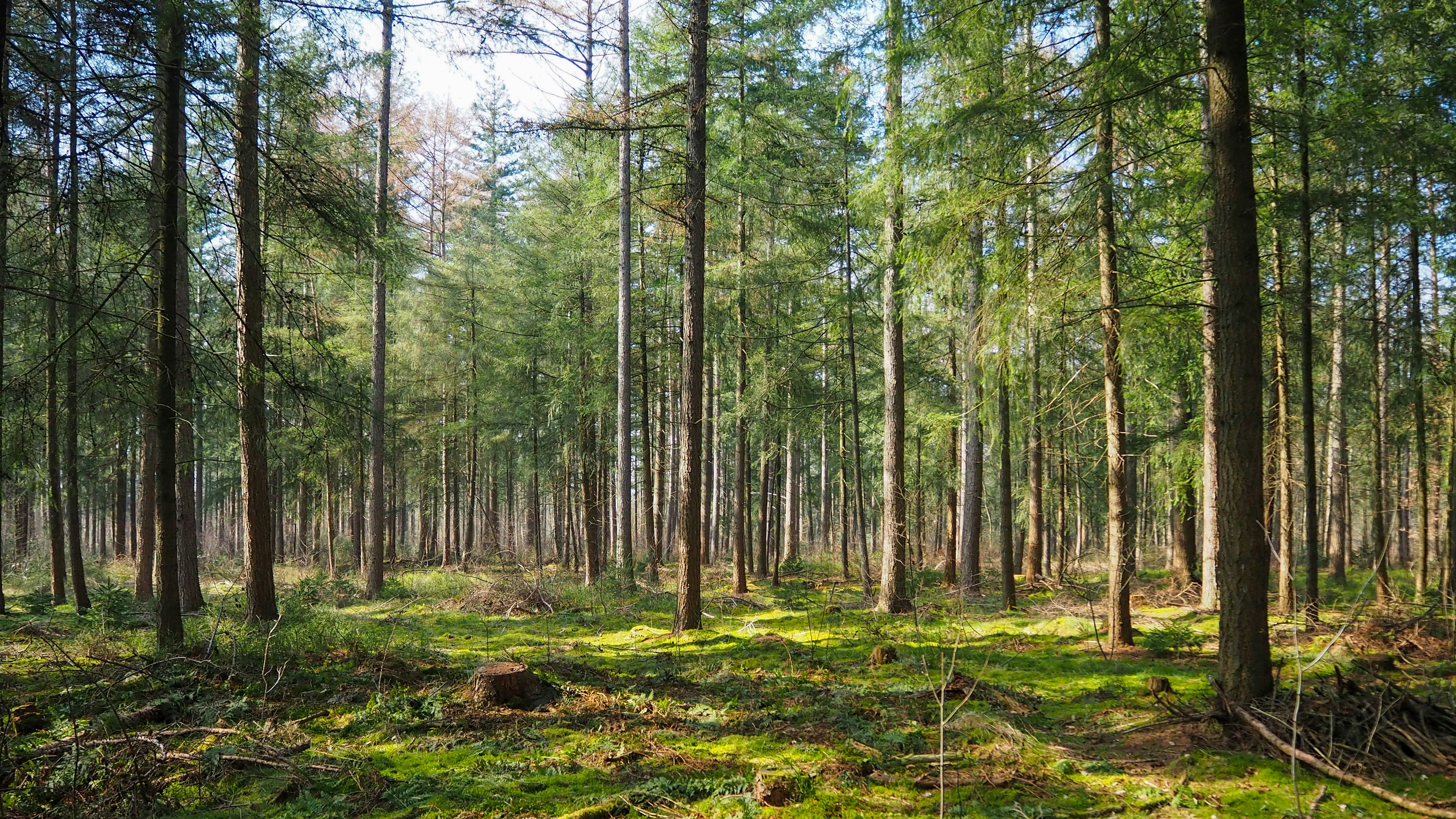 Afforestation and reforestation